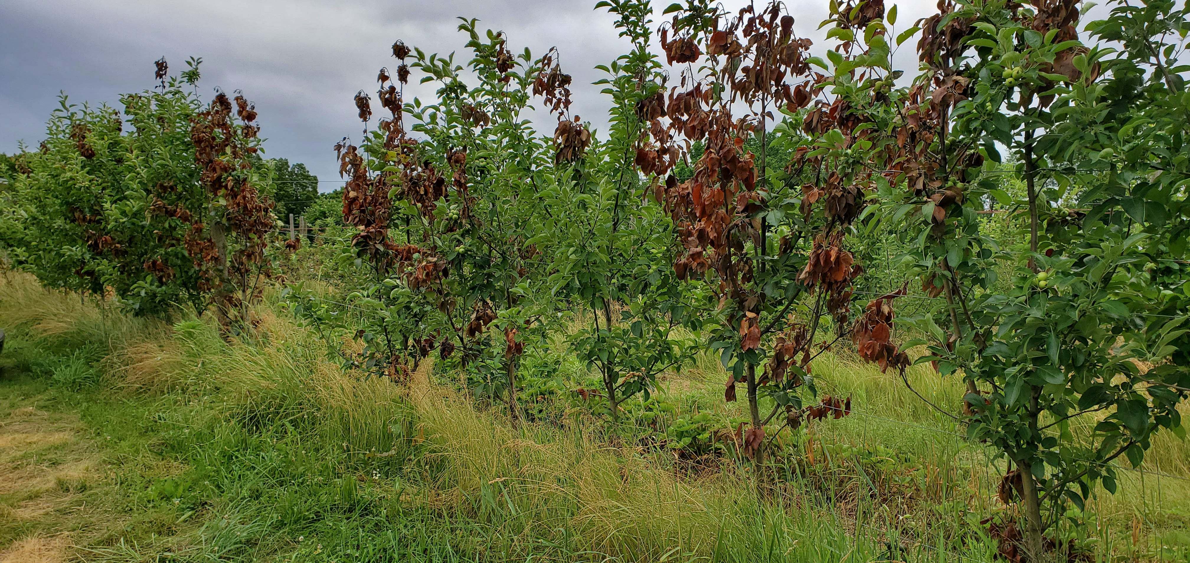 Fire blight symptoms to an apple tree.